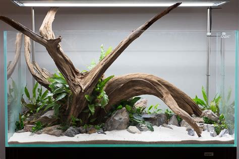 Stunning Driftwood In Open Top Aquarium With Rocks Live Plants And Sand
