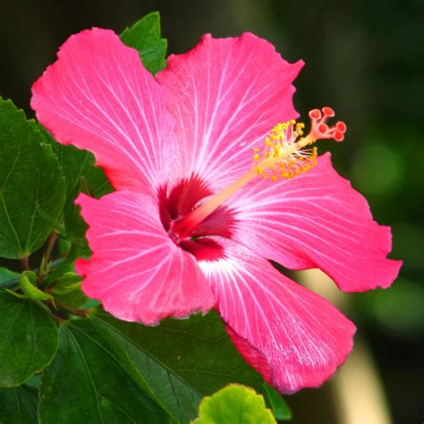 Pink Tropical Hibiscus Trees For Sale