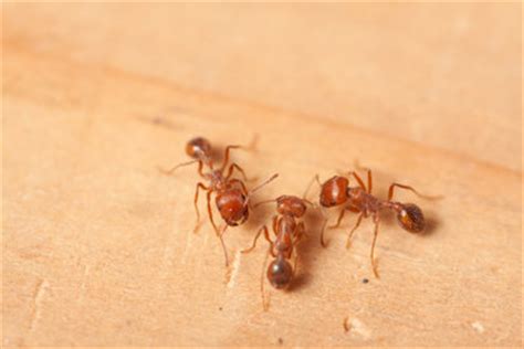 Sie kriechen in das essen, bauen hässliche hügel, zerstören holz und beißen menschen. Ameisen im Bad - so entfernen Sie die Insekten ohne Chemie