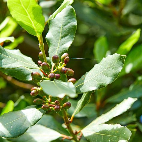 Laurus ‘Saratoga’  Saratoga Bay Laurel  Western Star Nurseries