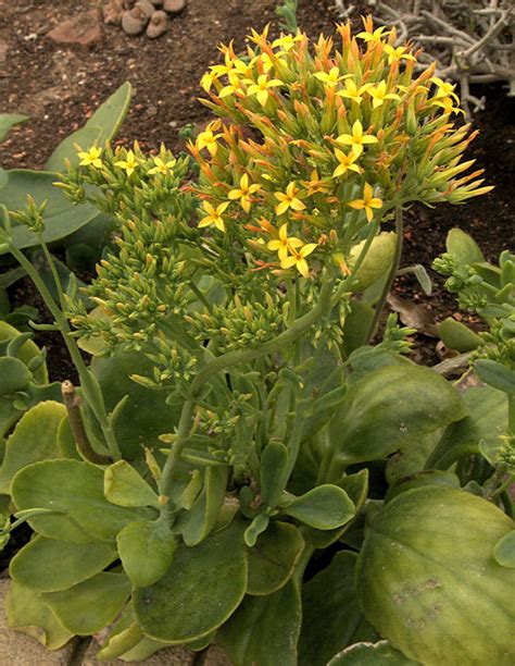Succulent plants (5 pack) assorted potted succulents plants live house plants in cacti and succulent soil mix, planter pots decor, cactus plants live indoor plants live houseplants by plants for pets 16,398 $18 99 ($3.80/count) Kalanchoe - Crassulaceae