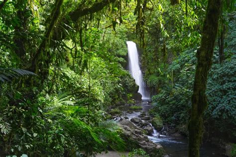 La Paz Waterfall Gardens Nature Park Costa Rica Foto De Archivo