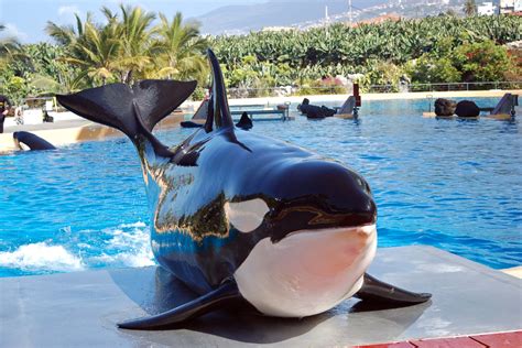 Orca Morgan Die Vergessene Märtyrerin Zoosmedia