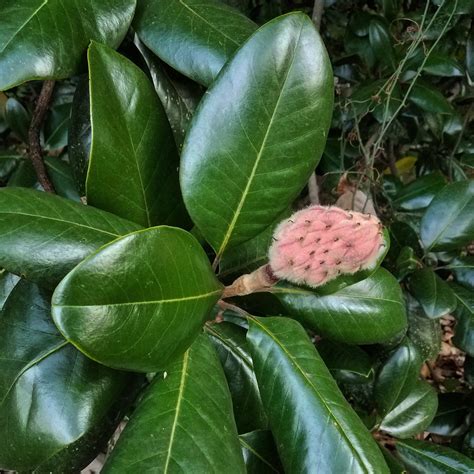 Often considered classic trees and shrubs symbolizing the south, magnolia is a remarkably diverse cucumber tree magnolia is so named because the fruits look somewhat like that vegetable. #WildEdibleWednesday 1/2 - Southern Magnolia — SARCRAFT
