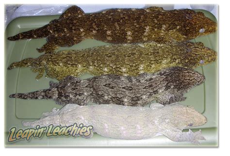 Leachianus Gecko | Cute reptiles, Reptile room, Reptiles pet