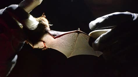 Worry Of Bats Chiroptophobia Belleza Consejas