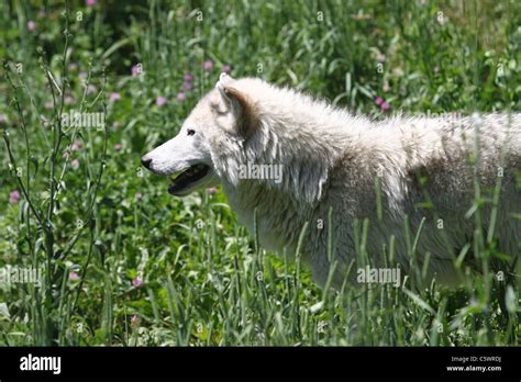 Profile Of North American Gray Wolf Stock Photo Alamy