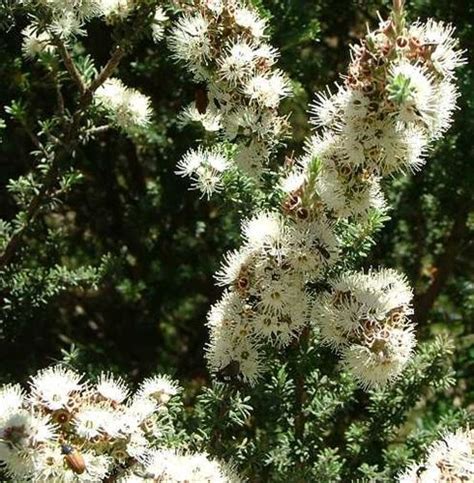 Types of flowering trees with name and picture for easy identification (pink, white, red, purple flowers). Kunzea ambigua | Flowering trees, Tree identification ...