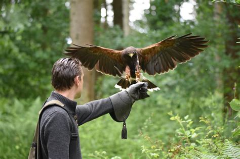 Wye Valley Falconry Private Experiences With Birds Of Prey Fyi Brecon