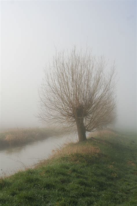 Free Images Landscape Tree Nature Branch Cold Winter Fog Mist