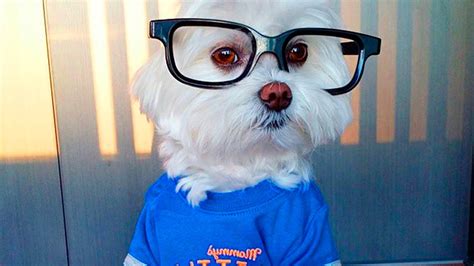 Dog Wearing Glasses 33 Youtube