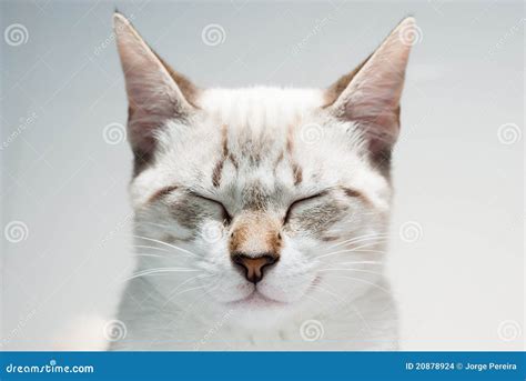 Zen Cat Stock Photo Image Of Sleep Listed White Resting 20878924