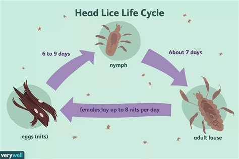 Head Lice