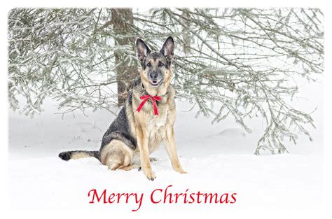 German Shepherd Dog Merry Christmas Photograph By Donna