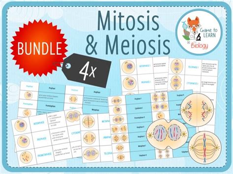 Mitosis And Meiosis 4x Card Sort And Loop Game Activities Teaching