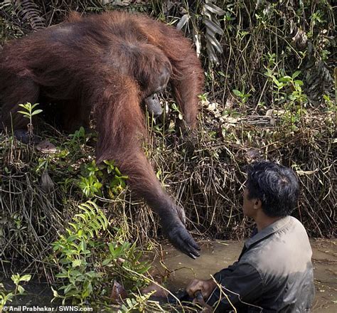 Orangutan Reaches Out To Help A Man As He Protects The Ape From Snakes
