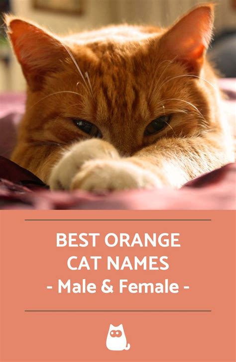 Orange Cats Female Names