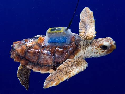 Baby Loggerhead Turtles Tracked For The First Time Turtle Foundation