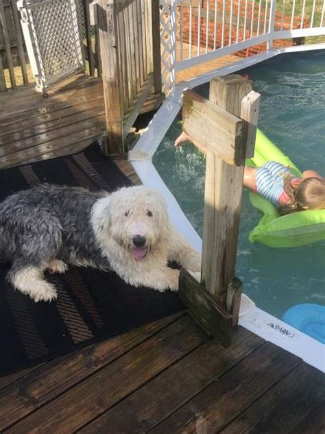 How much would an old english sheepdog puppy cost? Old English Sheepdog puppy dog for sale in Franklin, Ohio