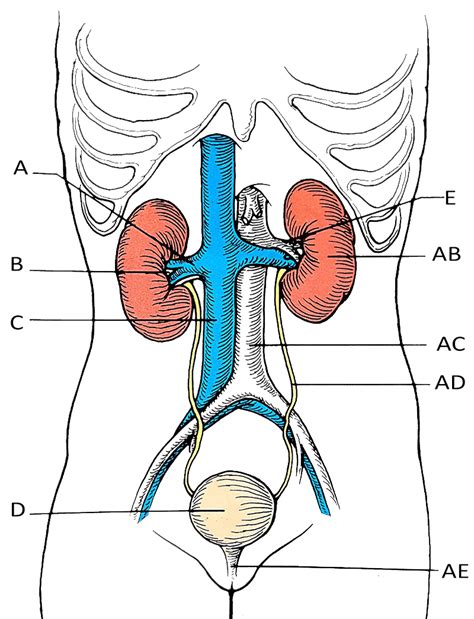 Labeled Urinary System