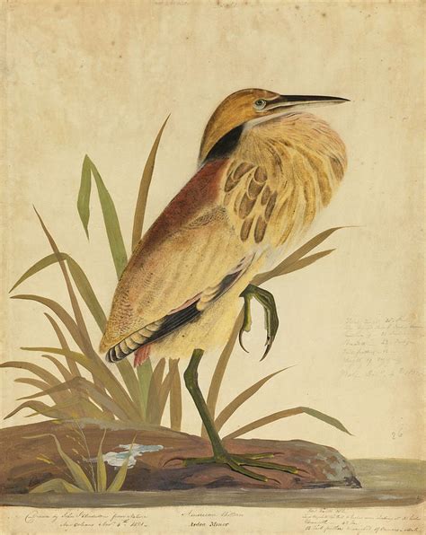 American Bittern Ardea Minor Drawing By John James Audubon Fine Art
