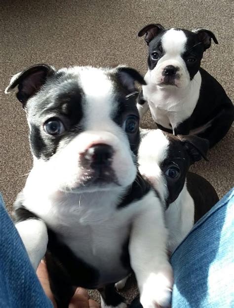 The unregulated breeders who are selling outside of the. Boston Terrier Puppies Kalispell Montana - Pets Lovers