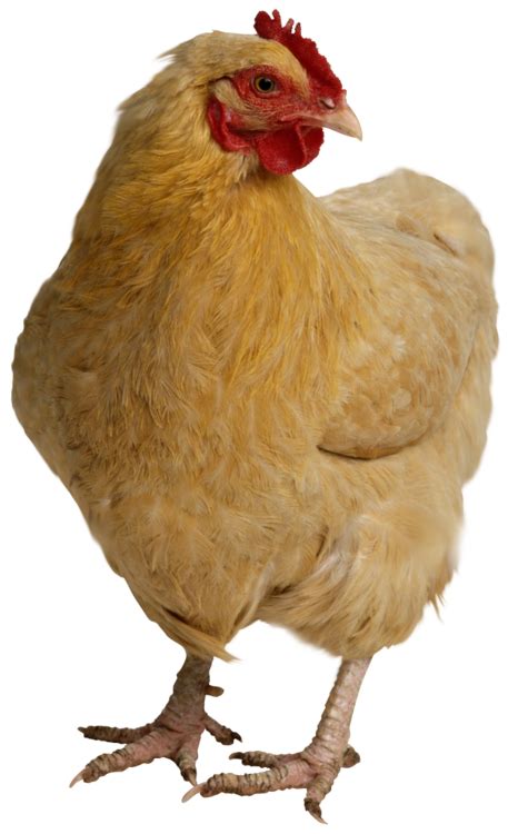 Chicken Png Chicken Transparent Background Freeiconspng