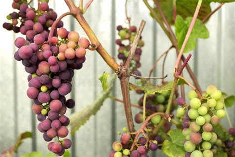 Red Grapes Ripen On The Vine Stock Photo Image Of Healthy Rural