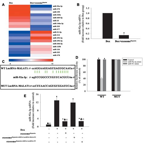 Long Noncoding RNA MALAT1 Sponges MicroRNA 92a 3p To Inhibit