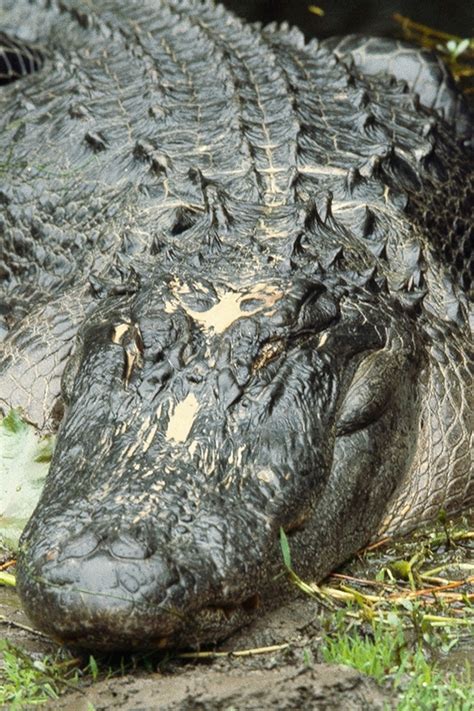 Escort Alligators – Telegraph
