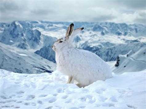 Hd Wallpaper White Rabbit On Snow During Daytime Hare Bunny Winter