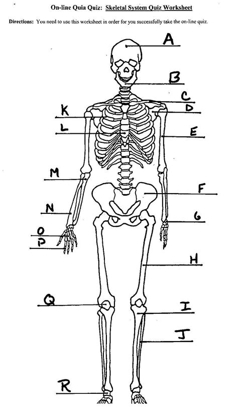 Unlabeled Human Skeleton Diagram Skeletal System