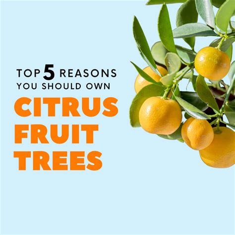 Top 5 Reasons You Should Own Citrus Fruit Trees Payless Hardware