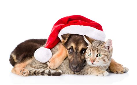Christmas Pets Wallpapers Wallpaper Cave