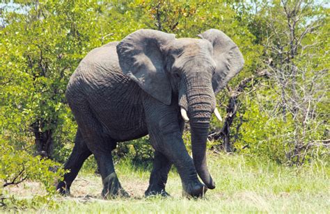 Elefanten Tier Lexikon Wiki Fandom Powered By Wikia