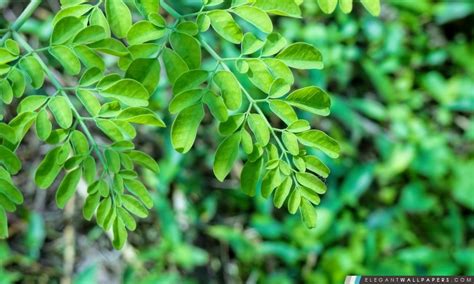 Check spelling or type a new query. Ecran De Verdure : Ecran de verdure, L. 300 x H. 150 cm ...