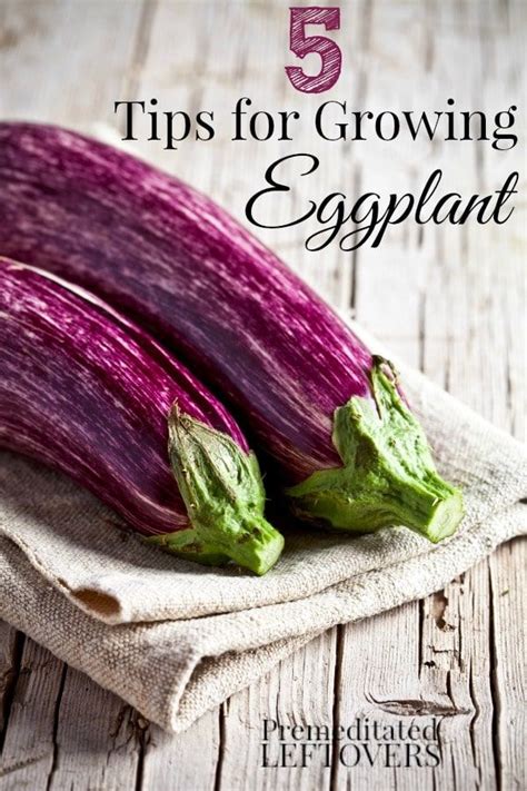 Suitable for spraying to control pests. 5 Tips for Growing Eggplant including when to harvest ...