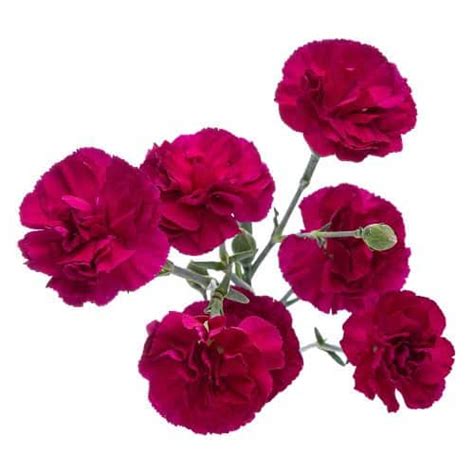 Purple Mini Carnation 150 Stems JR Roses Wholesale Flowers