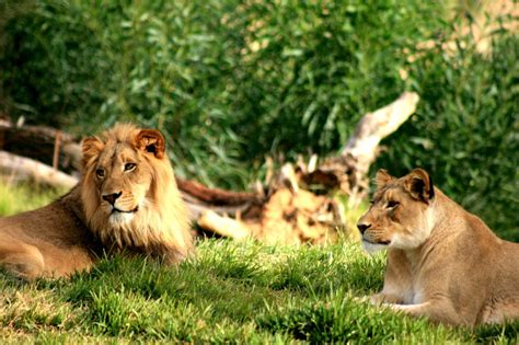 Top 10 Best Zoos In The World | eBlogfa.com