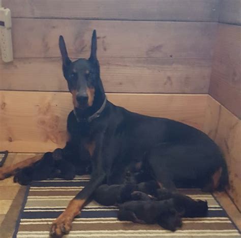 When you think of the state of oklahoma and its nickname of the sooner state, you might not have a clue as to what that means. Millerdobes, Doberman Pinscher Breeder in Tulsa, Oklahoma