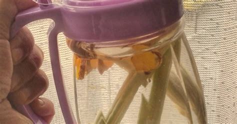 Infused water yang terdiri dari jeruk lemon dan daun mint ini merupakan jenis yang paling populer karena amat mudah didapatkan. 174 resep infused water jahe enak dan sederhana - Cookpad