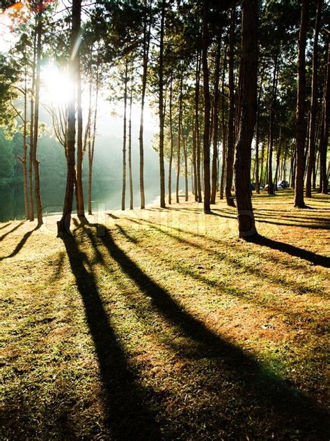 Sun Rise At Pang Ung Pine Forest In Stock Image Colourbox