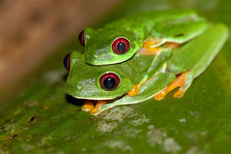 47 Red Eyed Tree Frog Wallpaper