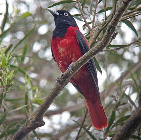 Red Oriole Taiwan Pet Birds Birds Pretty Birds