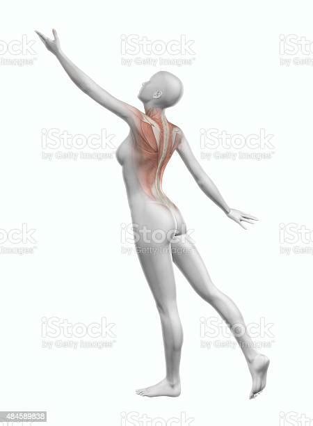 3d Female Figure Reaching With Muscle Map Stock Photo Download Image