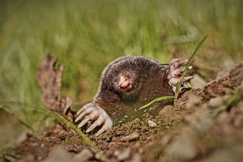 Moles How To Identify And Get Rid Of Moles In The Garden Or Yard The