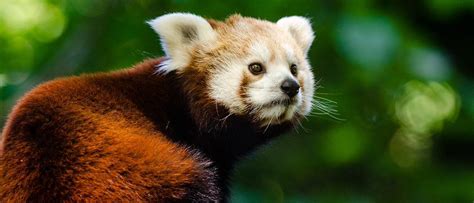 Rainforest Trust Rainforesttrust Twitter Pandas Rojos Bosque