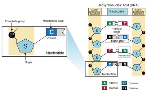 The three parts of a nucleotide are the base, . What Three Components Make Up A Nucleotide Of Dna Genes ...