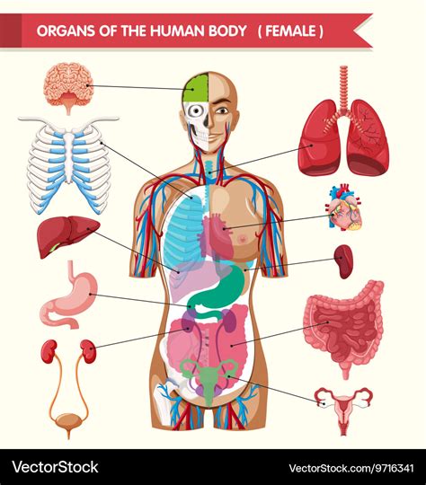 6 Organs In Torso Diagram Organ Anatomy Wikipedia Following Are