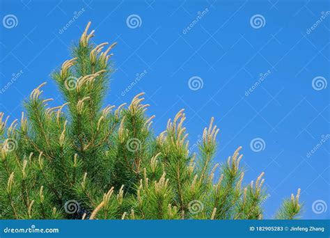 Chinese Red Pine Stock Image Image Of Plant Bloom 182905283